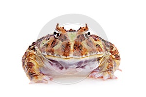Cranwell`s horned frog isolated on white