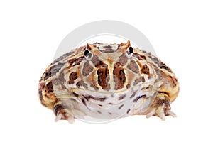 Cranwell`s horned frog isolated on white