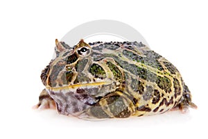 Cranwell`s horned frog isolated on white