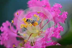 Crape flower and bee