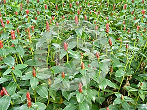 Crape ginger flower