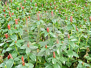 Crape ginger flower