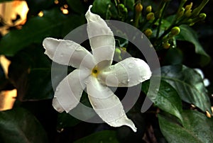 Crape jasmine five petal white flower