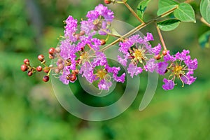 Crape myrtle