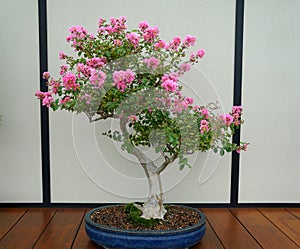 Un albero la luce rosa fiori 