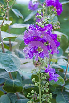 Crape Myrtle Catawba flower