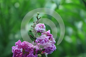 crape myrtle & x28;crepe myrtle& x29; flowers, closeup with green bokeh background