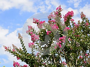 Crape myrtle flowering on blue sky background