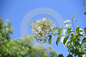 Crape myrtle flowers.