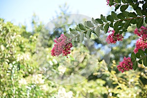 Crape myrtle flowers.