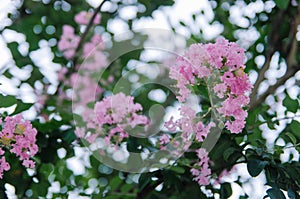 Crape myrtle flowers blooming in summer