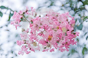 Crape myrtle flowers blooming in summer