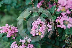 Crape myrtle flowers blooming in summer