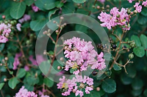 Crape myrtle flowers blooming in summer