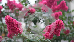 crape myrtle swaying in the wind