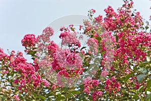 Crape Myrtle Tree Flowers (Lagerstroemia) Deep Pink photo