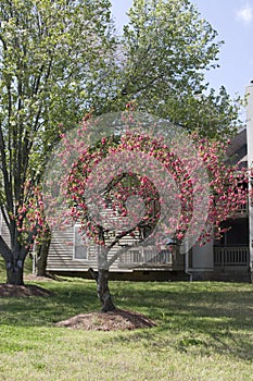 Crape Myrtle Tree fully bloomed in Spring