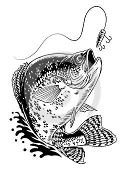 Crappie Fish Jumping Out Water Catching Fishing Lure Hand Drawn