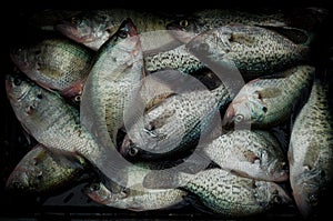 Crappie