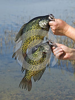 Crappies