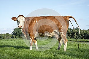 Crapping cow. Pooping with the tail up, dung making brown and white cow in a pasture photo