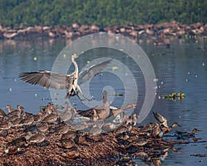 A Crash landing by Grey Heron