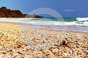 Crashed corals background.