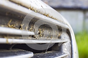 Crashed insect on car bumper and radiator. Crush the mosquitoes and gnats at the front of the vehicle