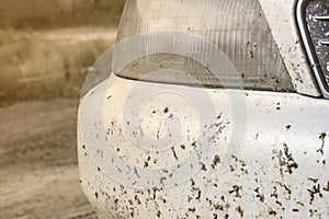 Crashed insect on car bumper and radiator. Crush the mosquitoes and gnats at the front of the vehicle