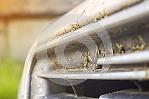 Crashed insect on car bumper and radiator. Crush the mosquitoes and gnats at the front of the vehicle