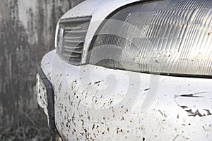 Crashed insect on car bumper and radiator. Crush the mosquitoes and gnats at the front of the vehicle