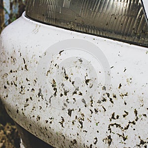 Crashed insect on car bumper and radiator. Crush the mosquitoes and gnats at the front of the vehicle