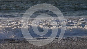 Crashing Wave on California Beach. High quality