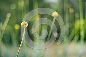 Craspedia Billy Button