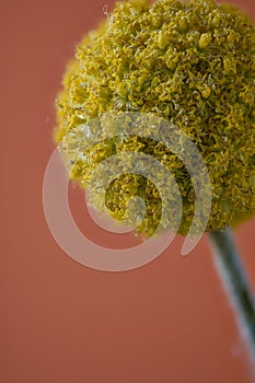 Craspedia sp. , Asteraceae, Compositae from Australia