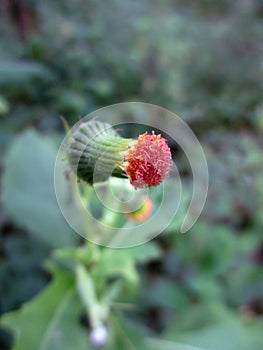 Crassocephalum crepidioides Flower