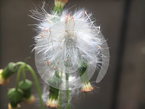 Crassocephalum crepidioides flower which is