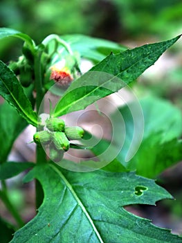 Crassocephalum crepidioides is known as Sintrong in West Java, Indonesia photo