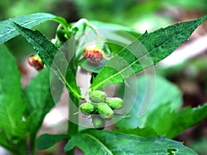 Crassocephalum crepidioides is known as Sintrong in West Java, Indonesia photo