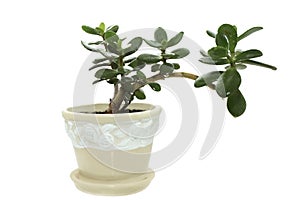 Crassula arborescens