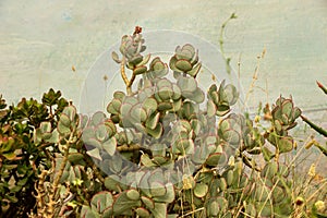 Crassula arborescens