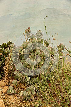 Crassula arborescens