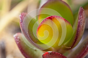 Crassula arborescens