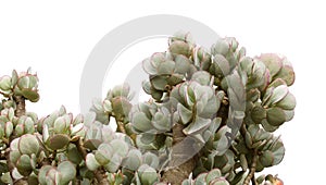 Crassula arborescens aka silver jade plant photo