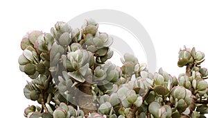 Crassula arborescens aka silver jade plant photo