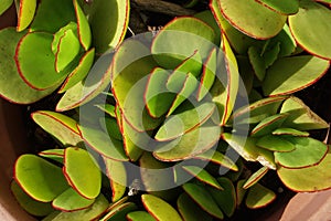 Crassula arborescens