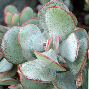 Crassula arborescens leaves