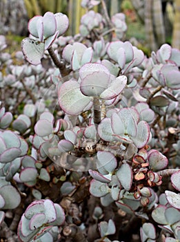 Crassula arborescens moneytree silver jade plant