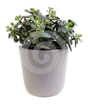 Crassula arborescens photo