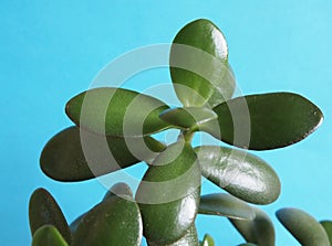 Crassula argentea